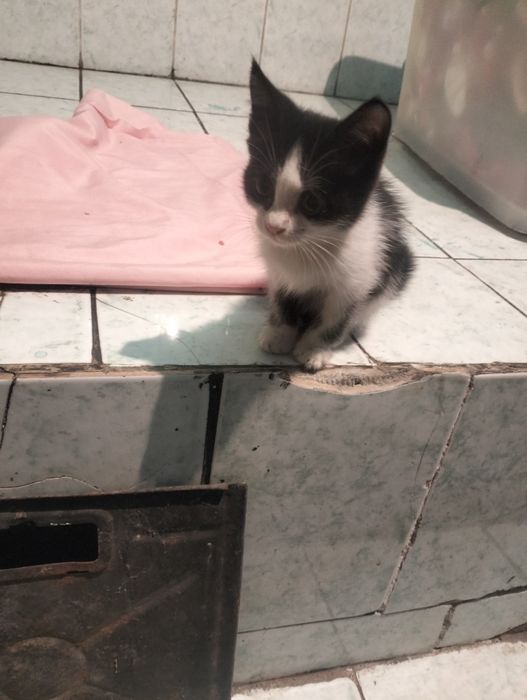 Отдам котят в хорошие руки