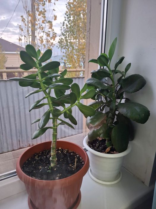 Продам комнатные цветы 1500тг