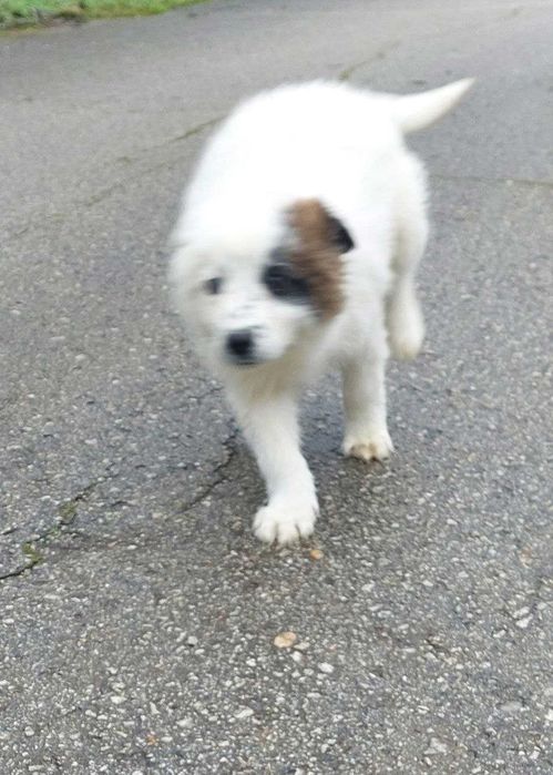 3 кученца търсят нов дом