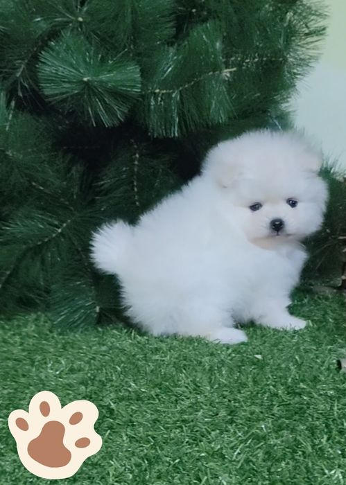 Маленькие пушистики