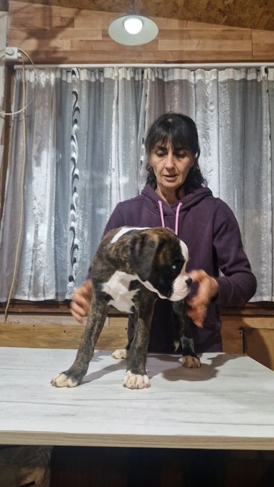 Продават се Немски Боксер