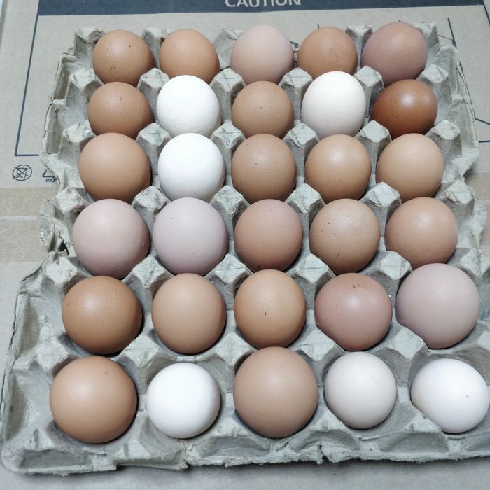 Яйца куриные,домашние