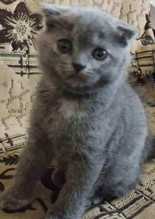 Скотиш фолд мальчик