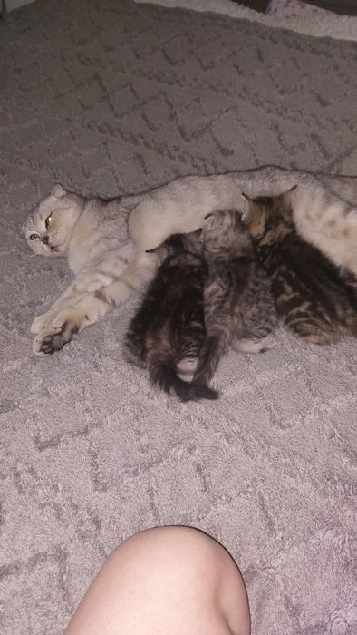 Отдам бесплатно котёнко