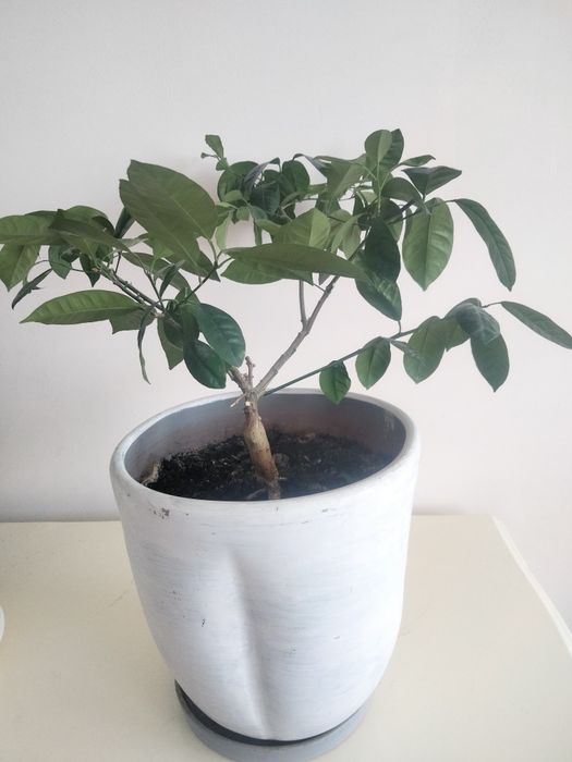 Продам домашние цветы