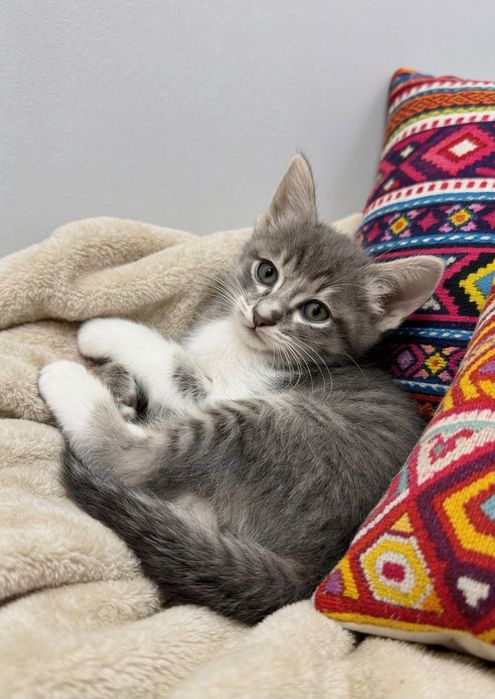Отдам котят в добрые руки