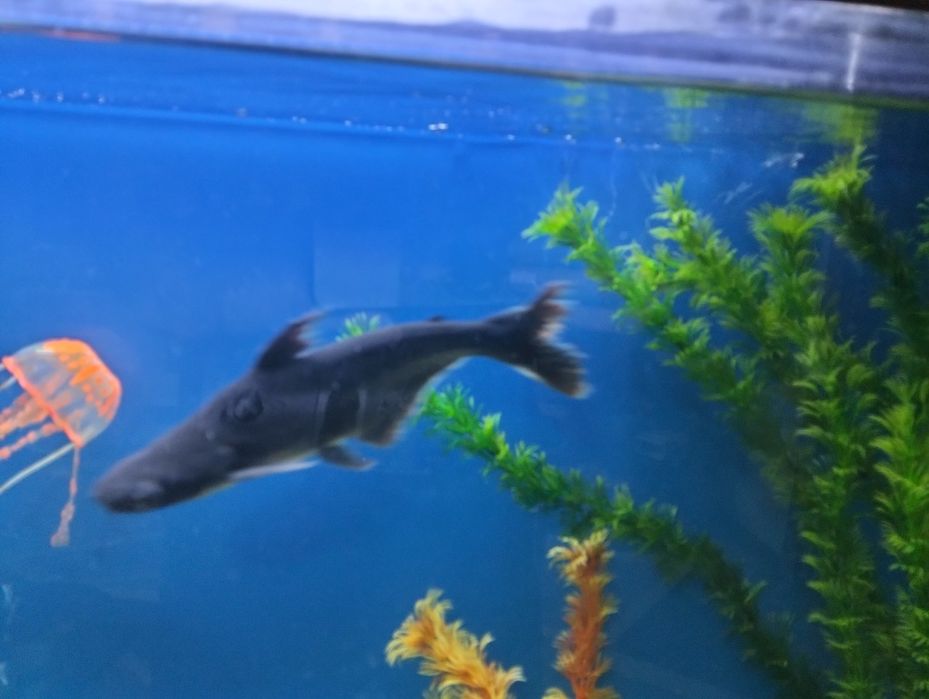 Продам пангасиуса