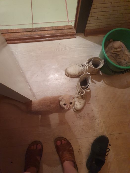 Котёнок вислоухая девочка