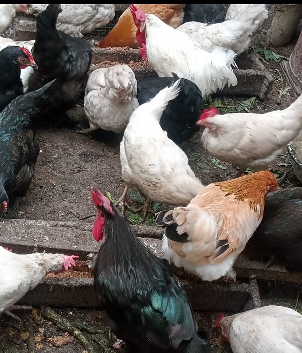 Инкубационное яйцо 180 тенге .