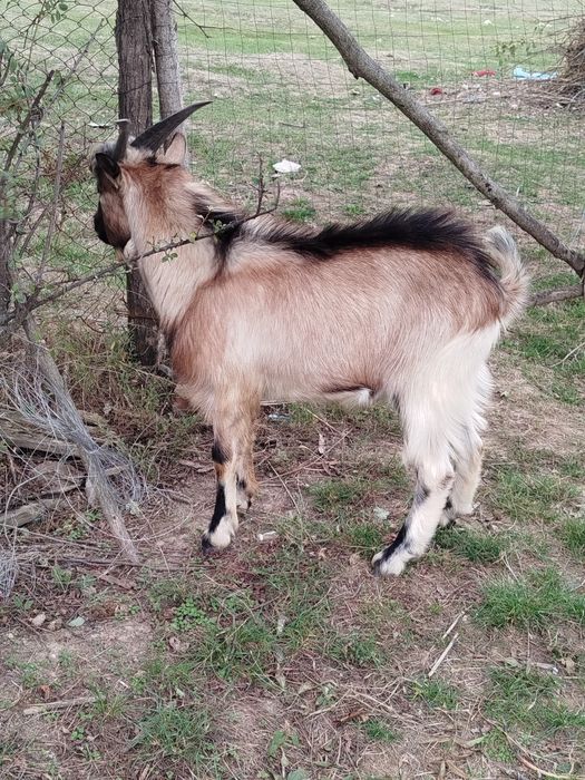Țap alpin francez. De  vânzare