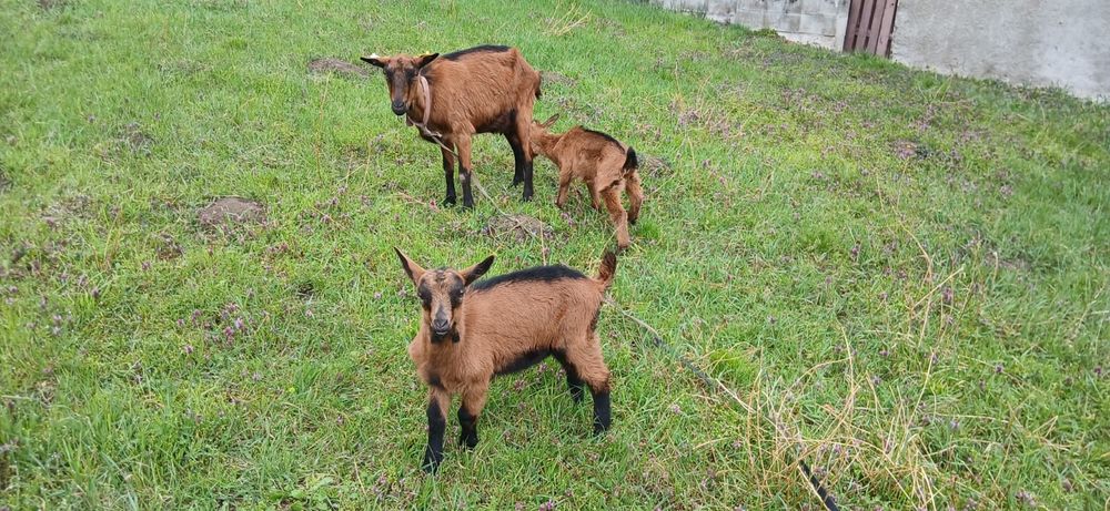 Vând iezi alpini Franțezi  pt ținut sau tăiat .Schimb cu iede