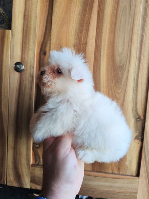 Fetita bichon maltez mini
