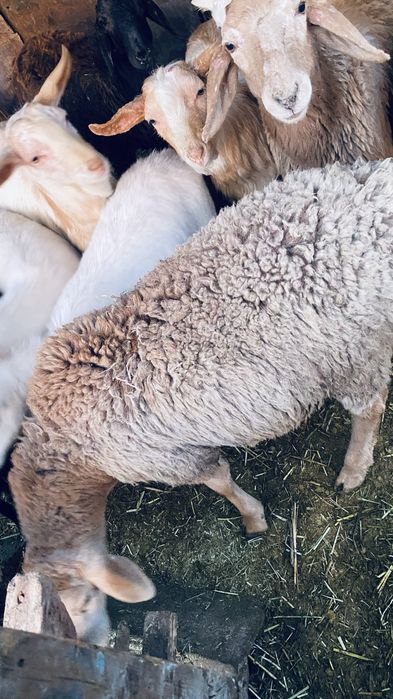 Қошқарлар мен лақтар бар