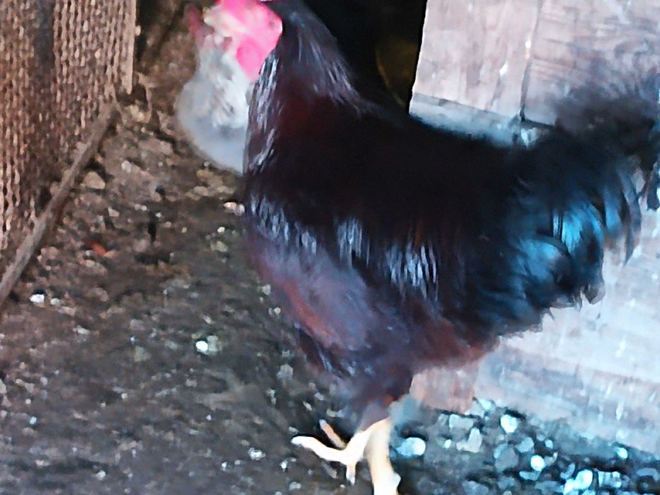 Cocosi Jersey și new hamshire