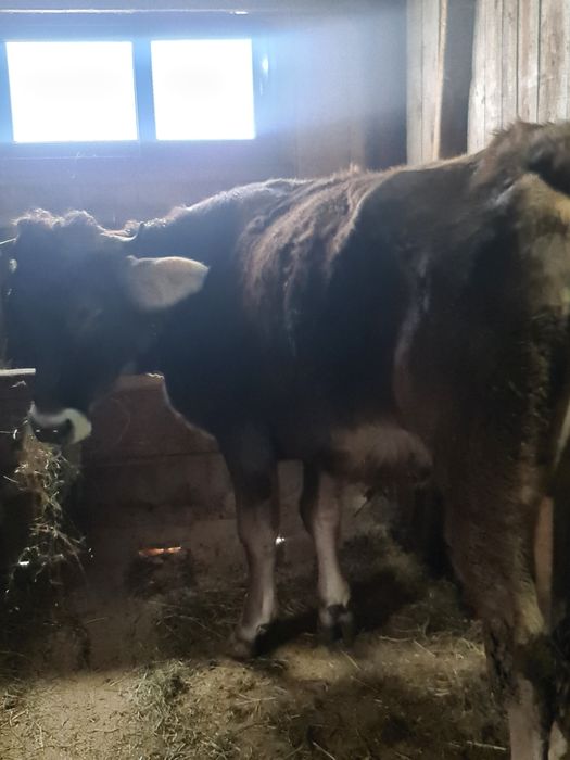 Vand junica la prima fatare