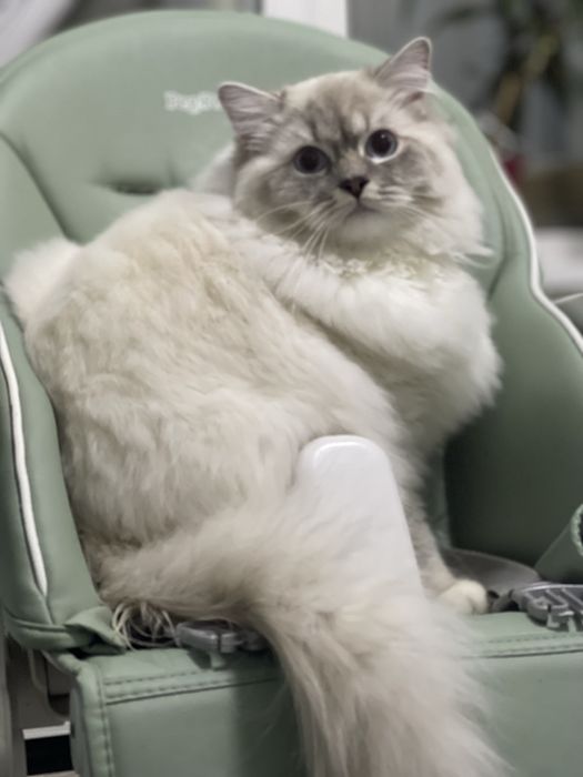 Продам кота породы Рэгдолл