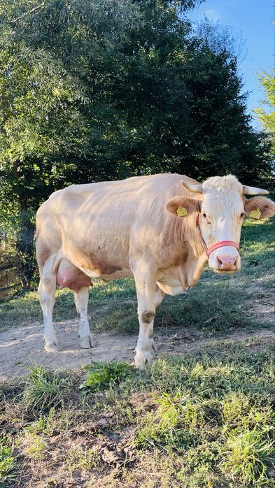 Vaca de vanzare l!
