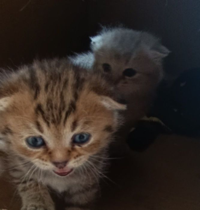 Parodali yoqimtoy mushuchala bor