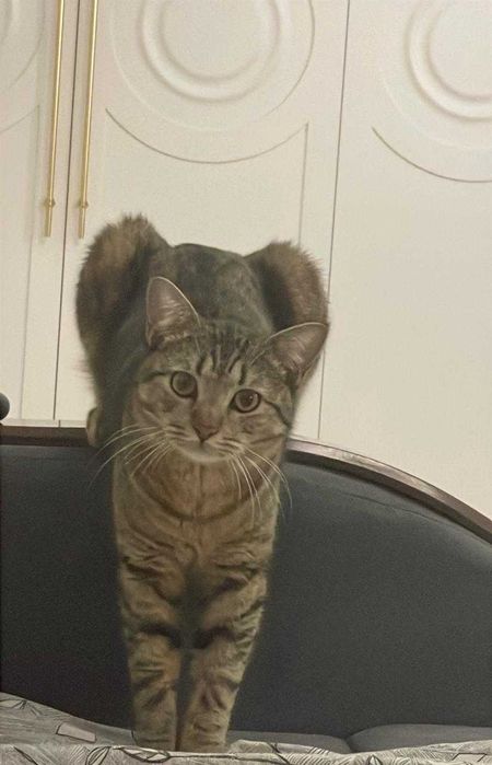 Отдам в добрые руки кота