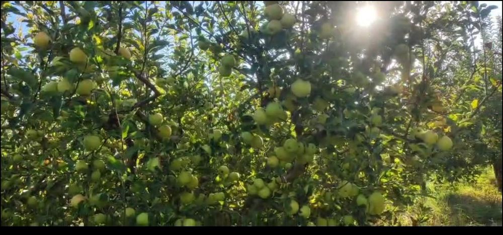 Яблоневый сад, кх