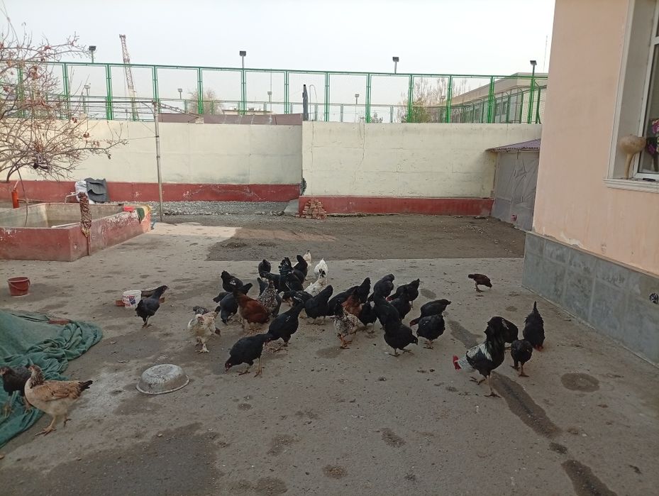 Xonaki uy tovuqlari sotiladi.