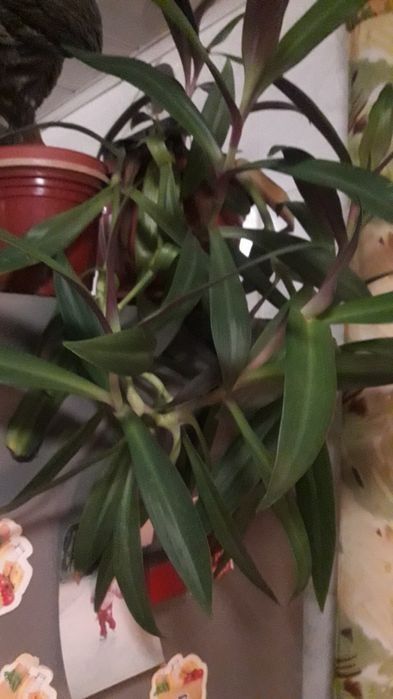 Продам комнатные  растения