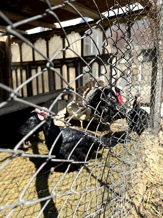 Индюк Тухумлари Тоза парода