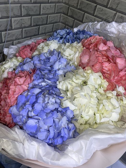 Свежие Гортензии