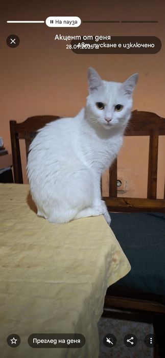 Уникални сладури