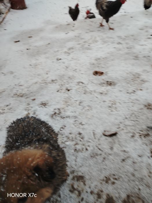 Honor x7 c с гарантией