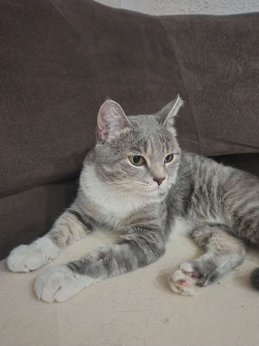 Котик в добрые руки