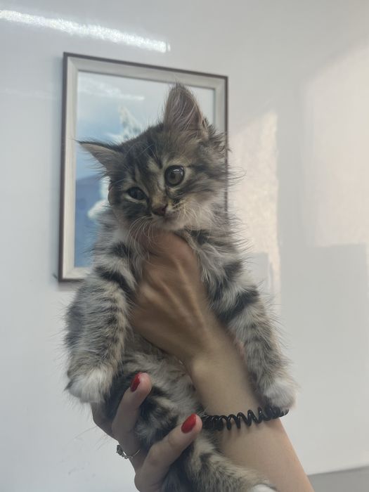 Котенок ищет добрые руки