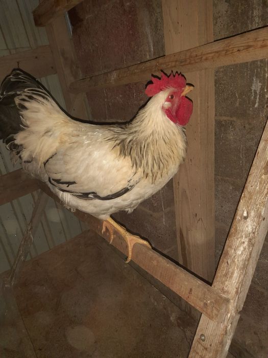 Жас қораздар сатылады сррочно