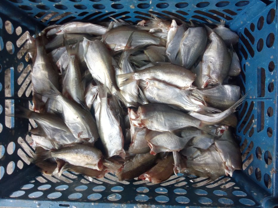 Toʻdakoʻl mayda baliqlar bor