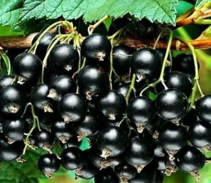 Продам Дачные саженцы