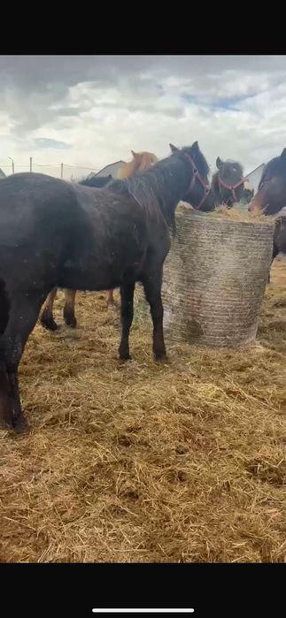 Продам кобыл.   .