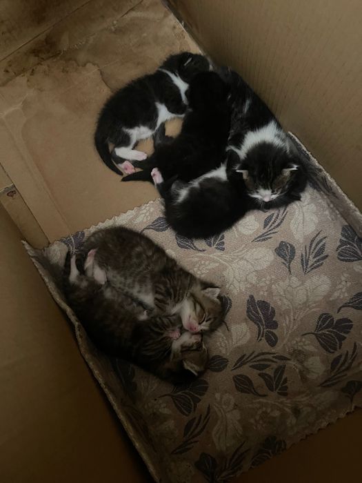Отдам Хороший руки котята