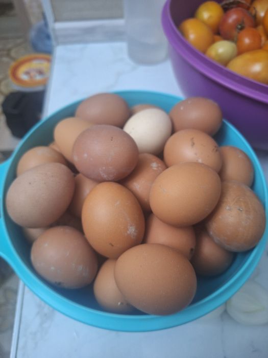 Свежие Домашние куриные яйца