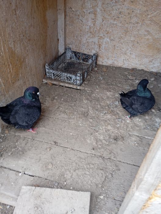 King și Caranulati de Oradea dau la schimb cu alte rase.