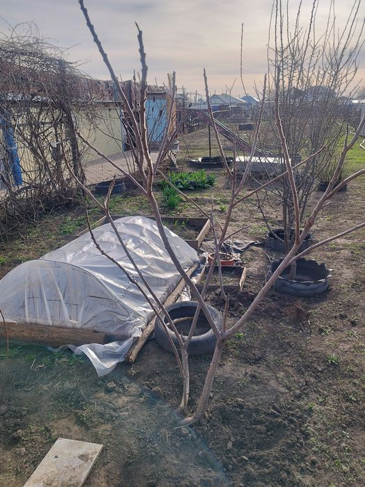 Сумах дерево самовывоз