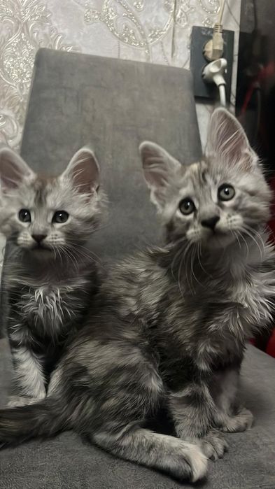 Чистокровные котята Мейн-кун