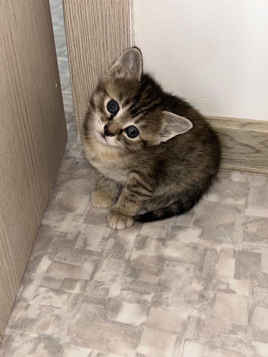 Отдам котят в хорошие руки