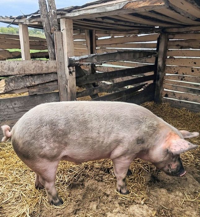 Продам  кабана  на племя