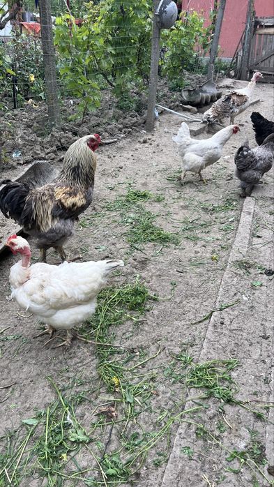 Gaini crescute la țară, hranite natural