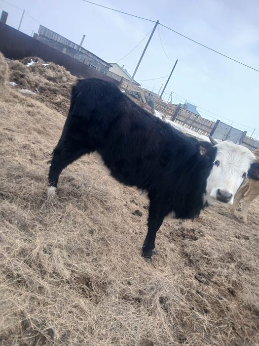 Екы сыйыр сатамын