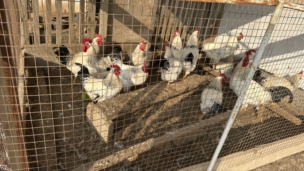 Қораз петух сатылады