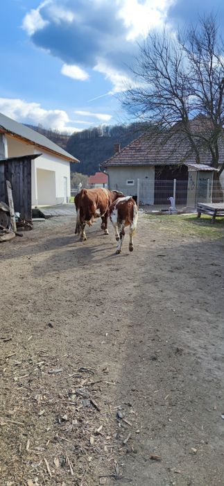 Vițea de 1 an  de vanzare