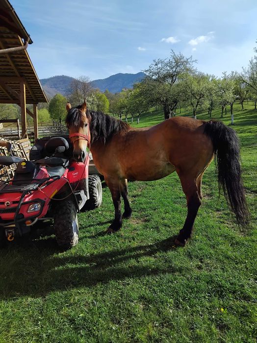 Iapa gestanta de vanzare