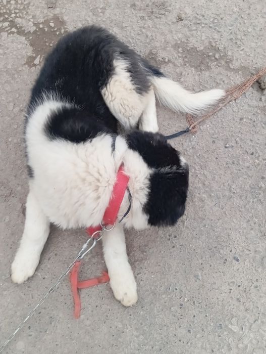 Kuchuk qiz hadiyaga бесплатно