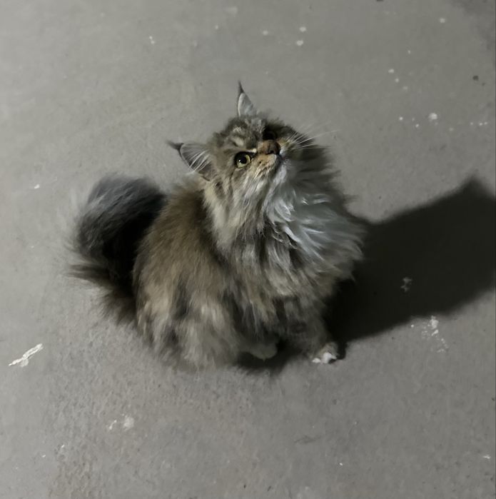 Необычная девочка в добрые руки